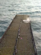 Way to the Sea! thumbnail