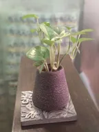 Money Plant at my Office Room! thumbnail